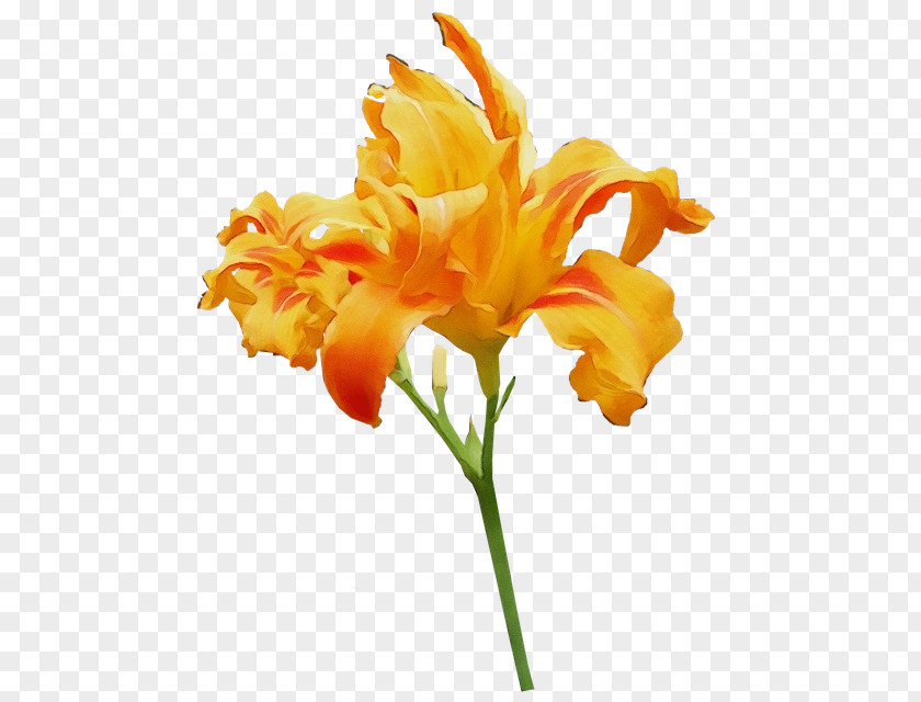 Orange Lily Cut Flowers Day-lily Plant Stem Tiger PNG