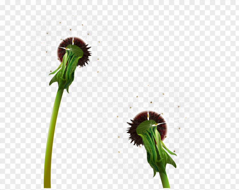 Two Dandelions Dandelion Clip Art PNG