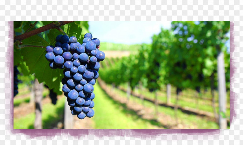 Wine Lambrusco Chianti DOCG Viognier Sangiovese PNG