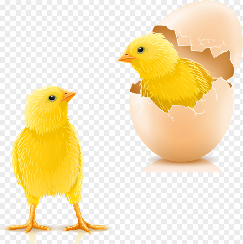 Egg Photography Royalty-free PNG