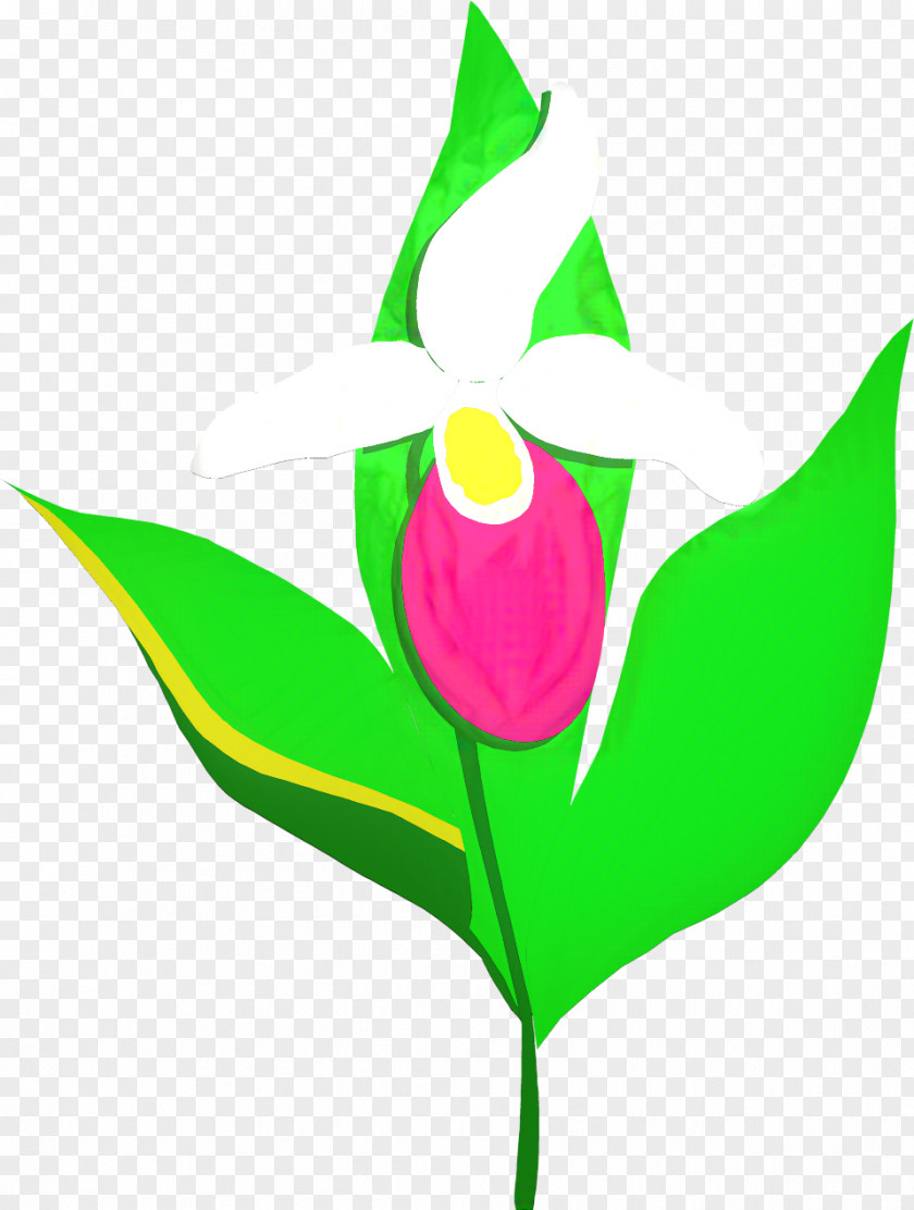 Pedicel Anthurium Flowers Background PNG