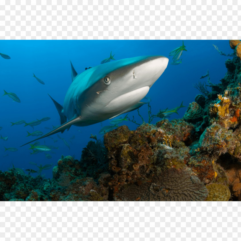 Shark Tiger Coral Reef Fish Caribbean PNG