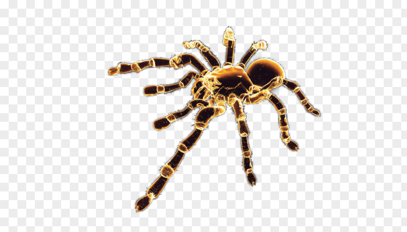 Spider Black House Arthropod PNG