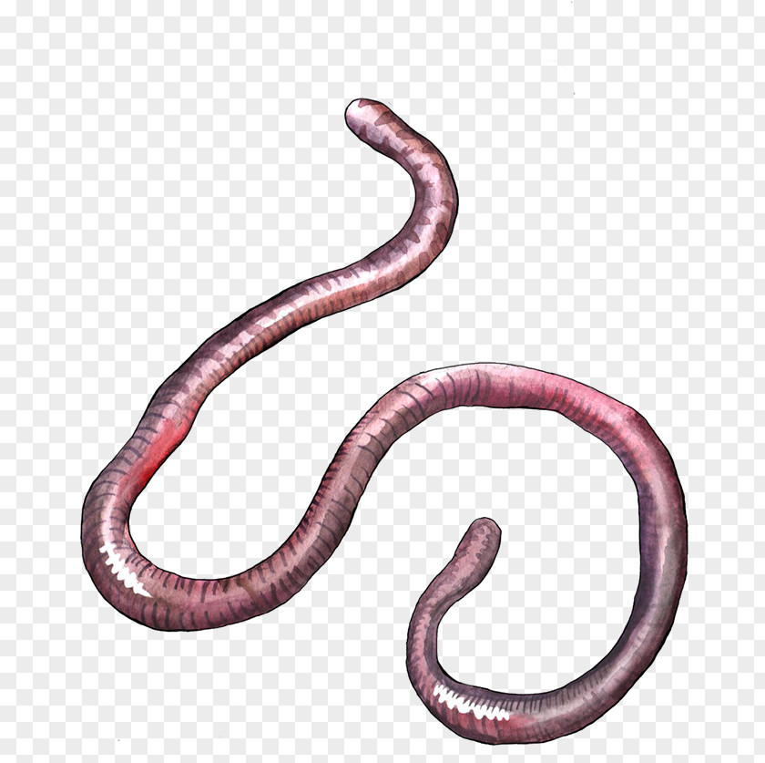 Worms Earthworm Science Body Jewellery Serpula PNG