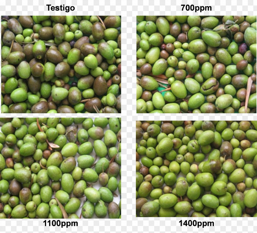 Aceituna Food Olive Crop Legume Cold PNG