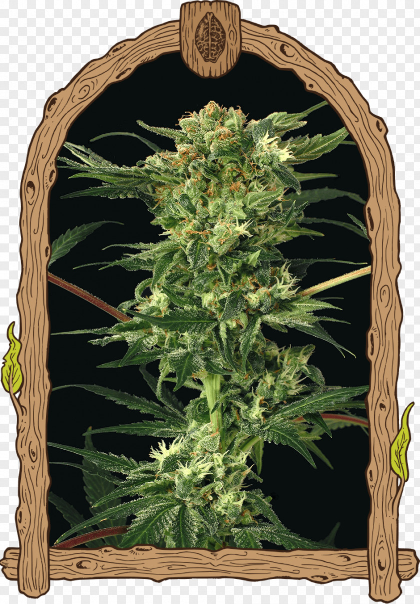 Blueberry Bush Kush Cannabis Seed Bank Devil PNG