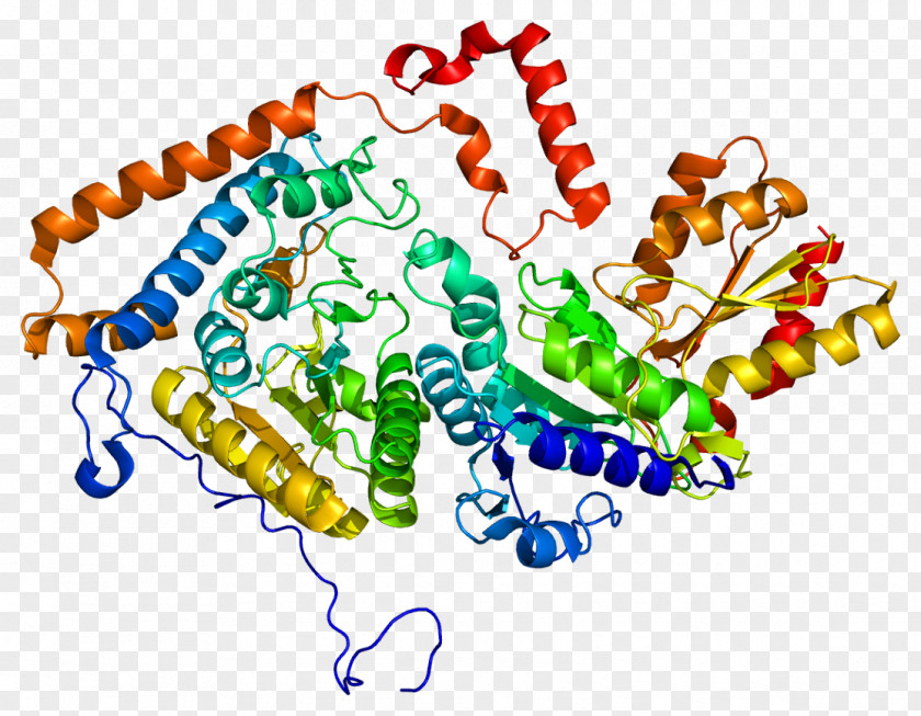 Branched-chain Alpha-keto Acid Dehydrogenase Complex BCKDHB BCKDHA Maple Syrup Urine Disease PNG