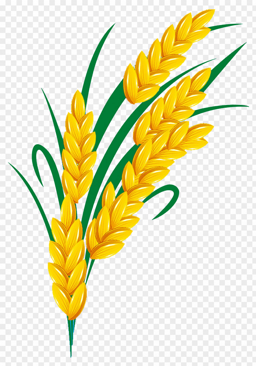 Free Rice Pull Element PNG