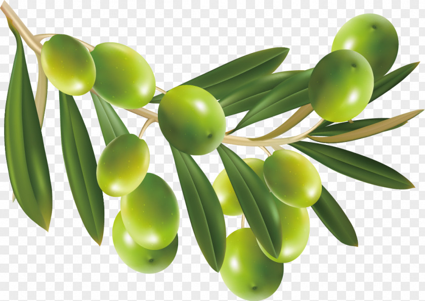 Hand-painted Olive Display Resolution Clip Art PNG