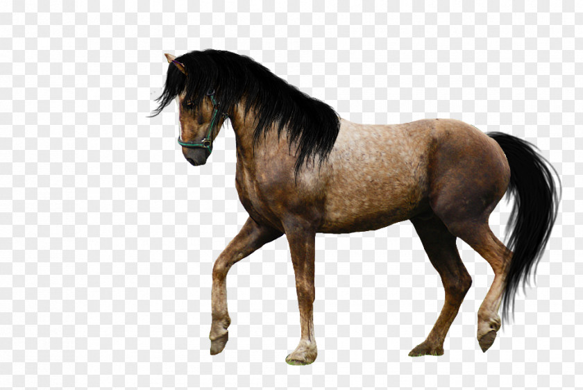 Horse Image Mustang Pony Icon PNG