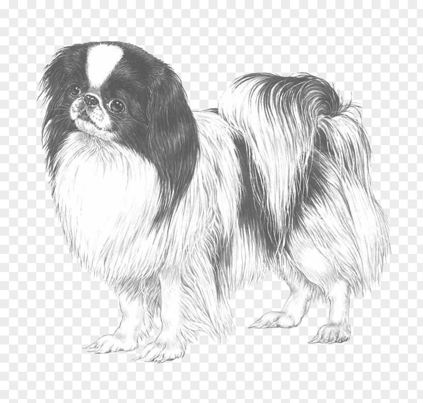 Enterprise X Chin Japanese Tibetan Spaniel Dog Breed Chinese Imperial Pekingese PNG