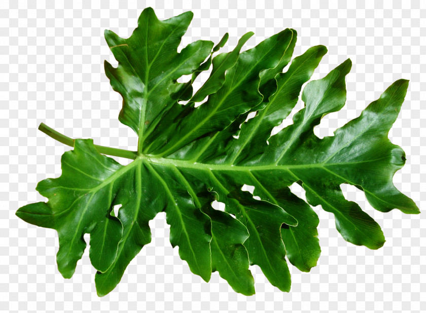 Leaf Download Clip Art PNG