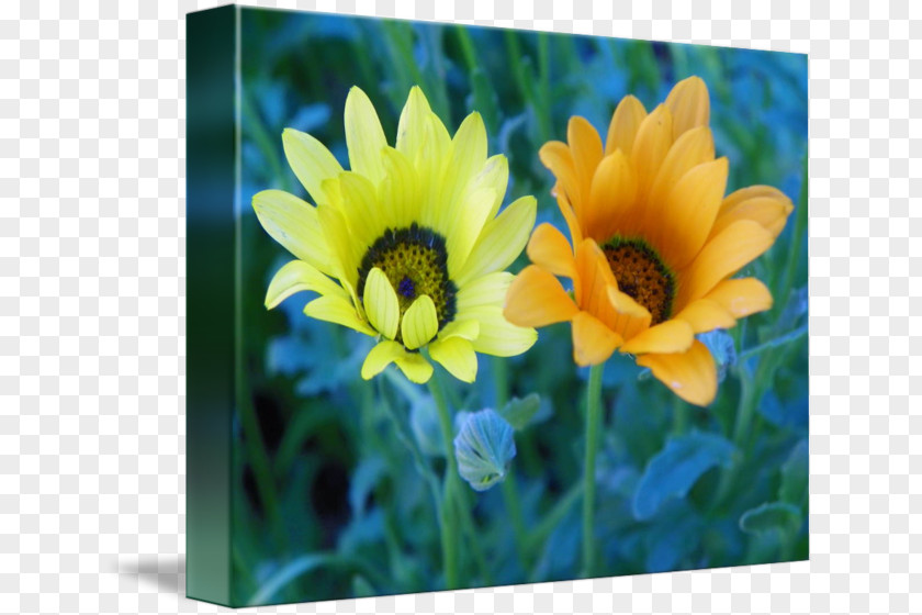 Marigold Frame Common Sunflower Annual Plant PNG