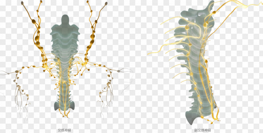 Nerve Invertebrate Organism Branching PNG