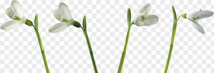 Gray Flowers Snowdrop Plant Flower Petal PNG