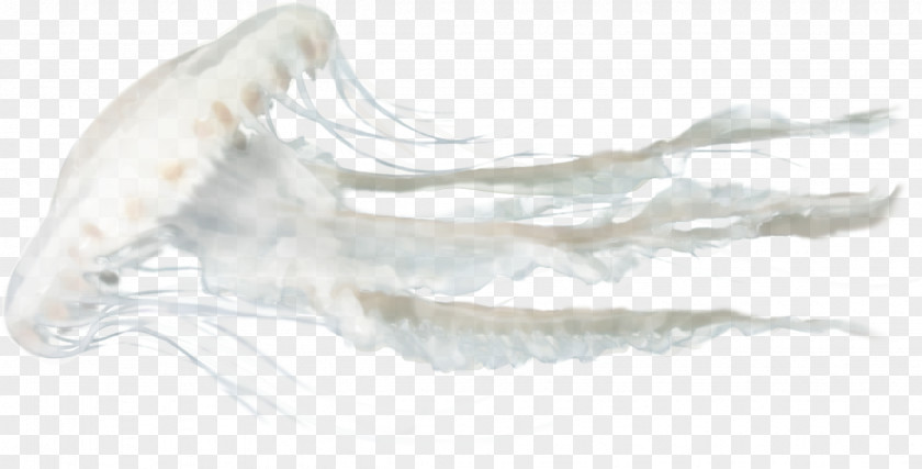 Jellyfish Sea Clip Art PNG