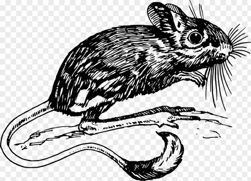 Rat Vertebrate Jerboa Gerbil Mammal Clip Art PNG