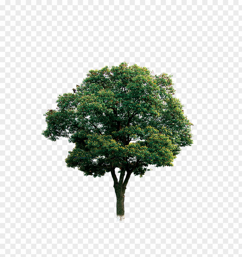 Tree Branch Computer File PNG