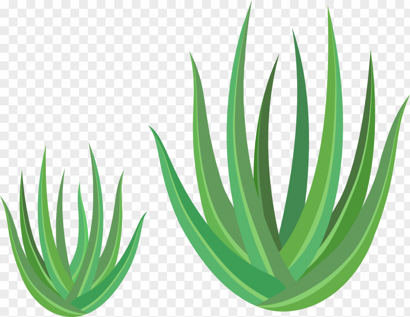 Vector Green Aloe Vera Euclidean PNG