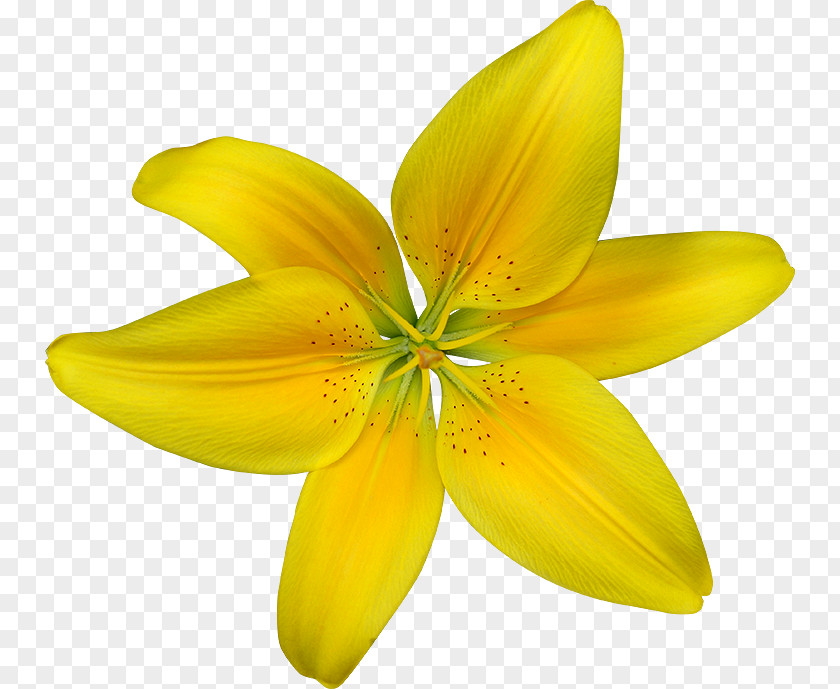 Violet Clipart Daffodil Desktop Wallpaper Drawing Clip Art PNG