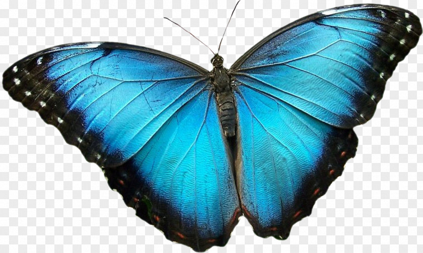 Butterfly Monarch Gossamer-winged Butterflies Moth Blue Morpho PNG