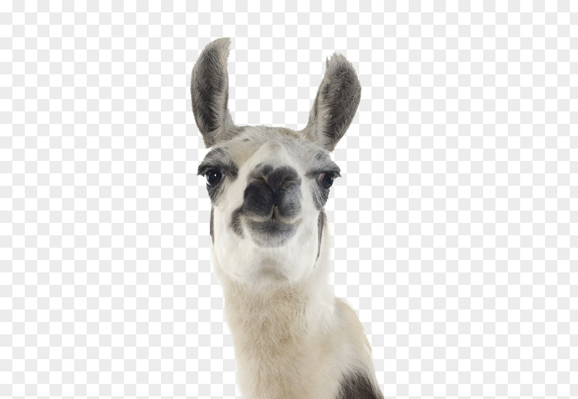 Christmas Poster Llama Stock Photography Machu Picchu Desktop Wallpaper Alpaca PNG