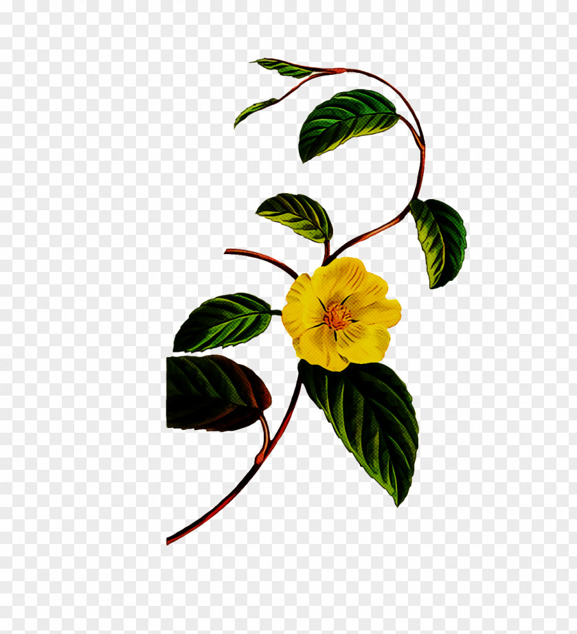 Floral Design PNG