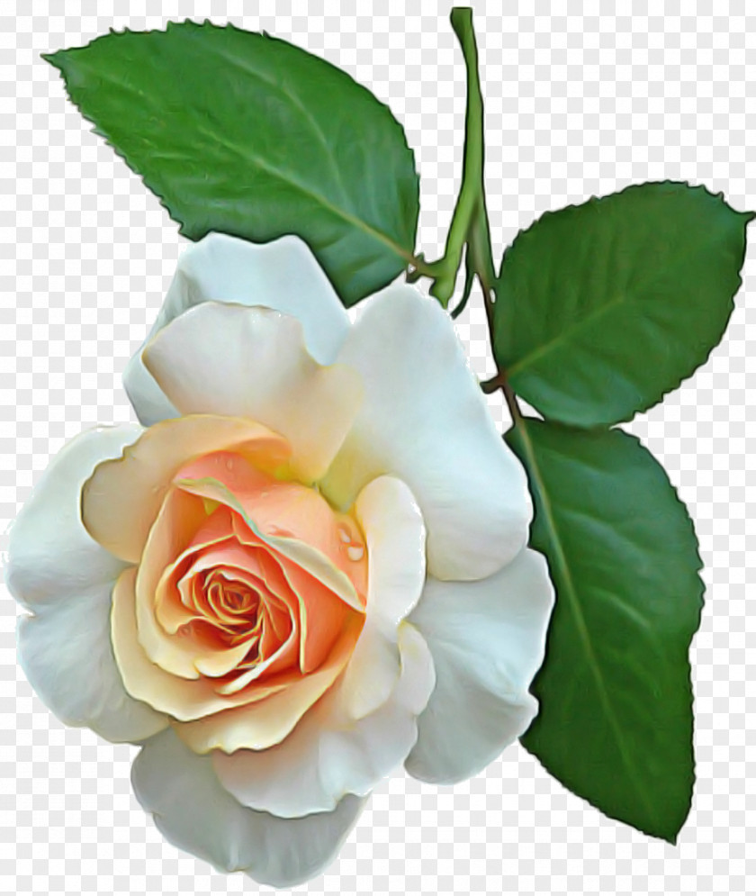 Garden Roses PNG