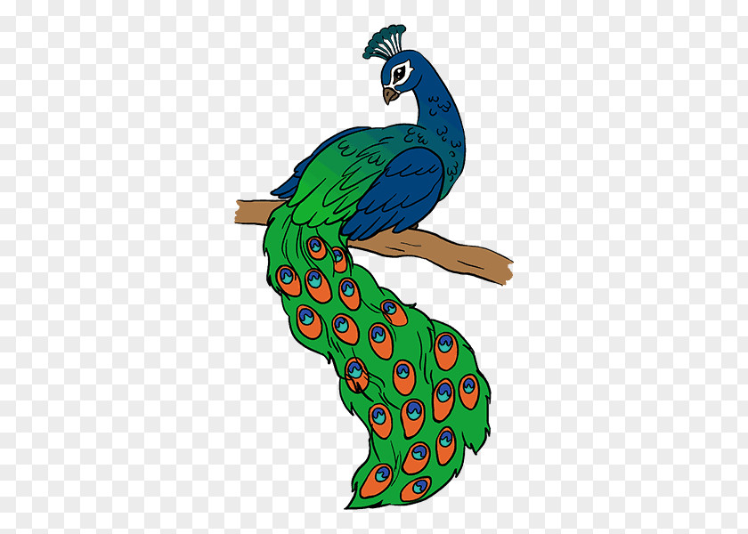 Peafowl Drawing Sketch PNG