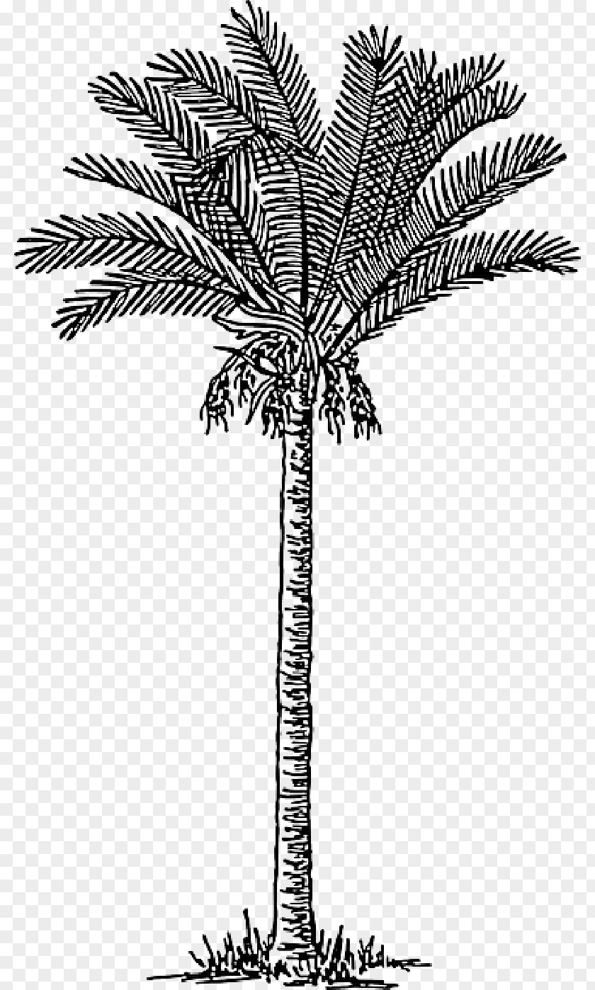 Seaside Coconut Tree Palm Trees Date Vector Graphics Clip Art PNG
