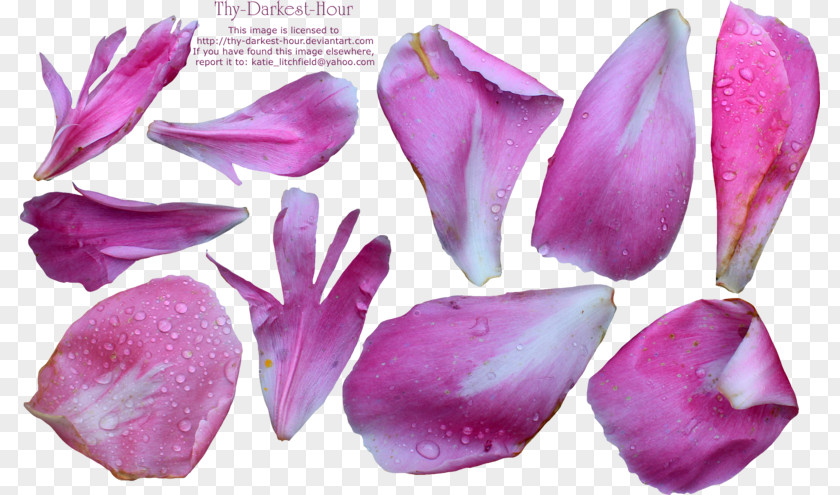 White Peony Petal Flower Desktop Wallpaper PNG
