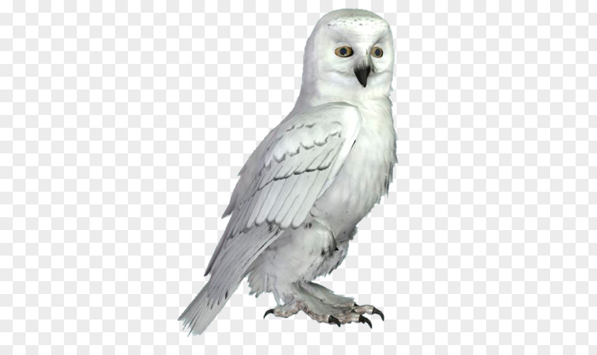 White Owl Little Bird Snowy PNG