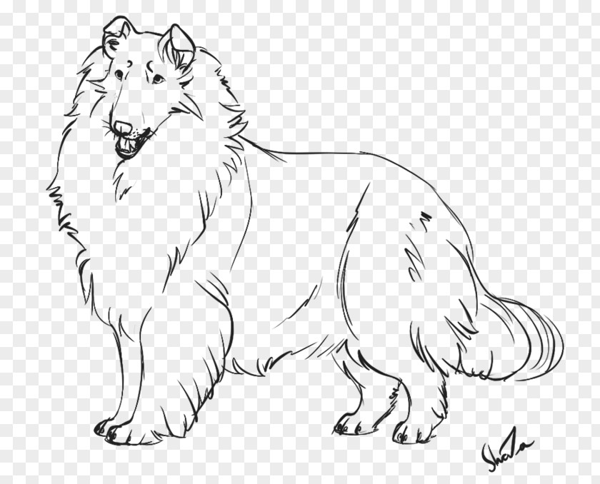 Border Sketch Collie Rough English Shepherd Dog Breed Puppy PNG