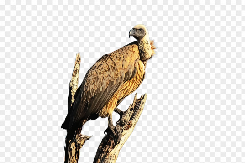 Falconiformes Wildlife Bird Of Prey Beak Vulture PNG