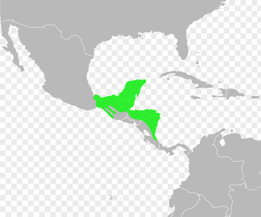 International Media Distribution Gulf Coast Toad Incilius Marmoreus Luetkenii PNG