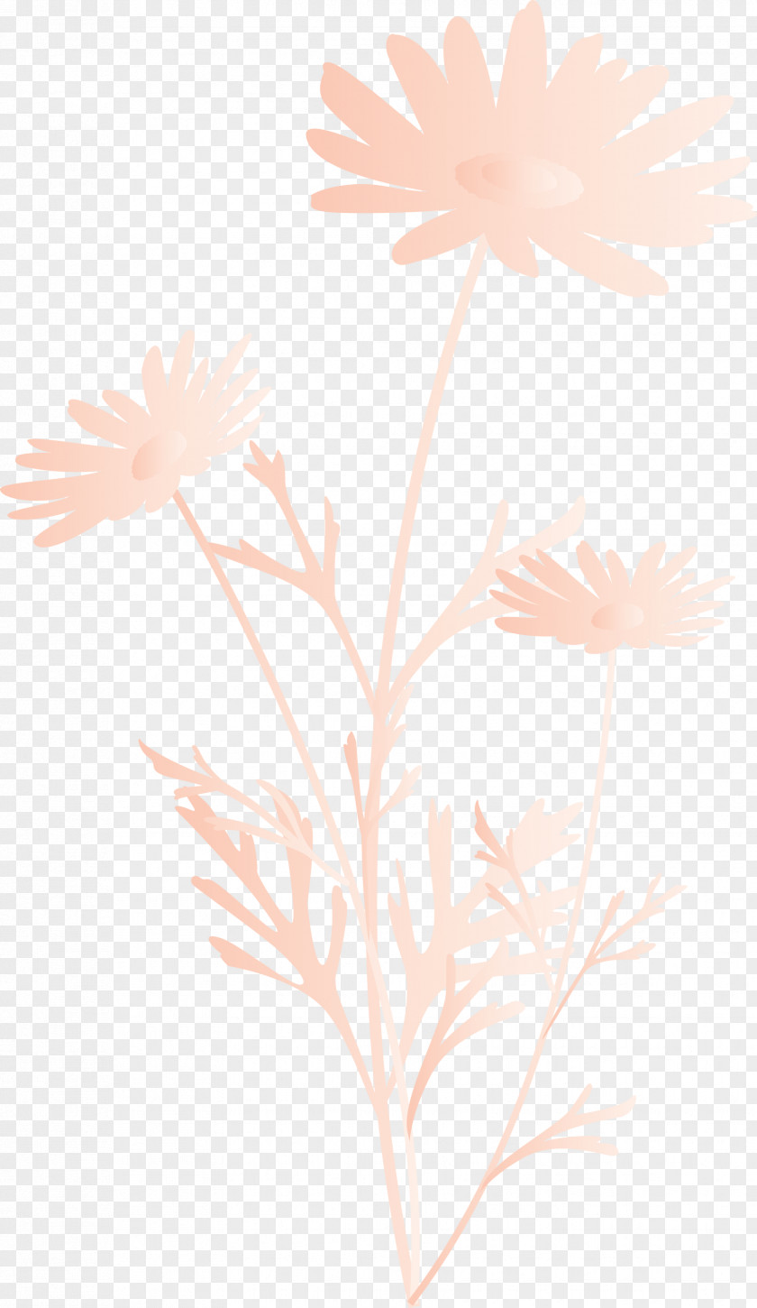 Marguerite Flower Spring PNG