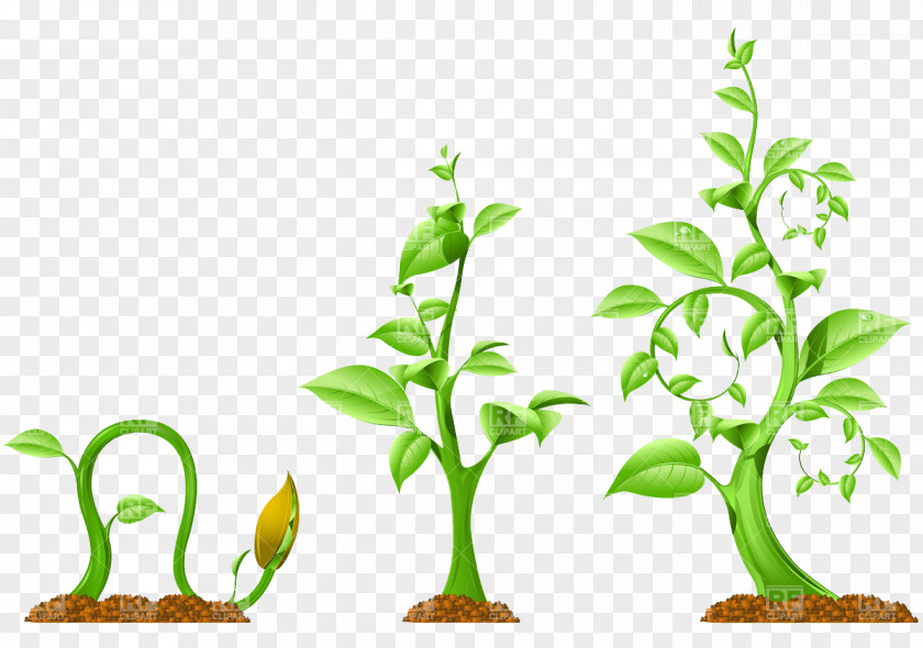 Plant Clipart Royalty-free Clip Art PNG