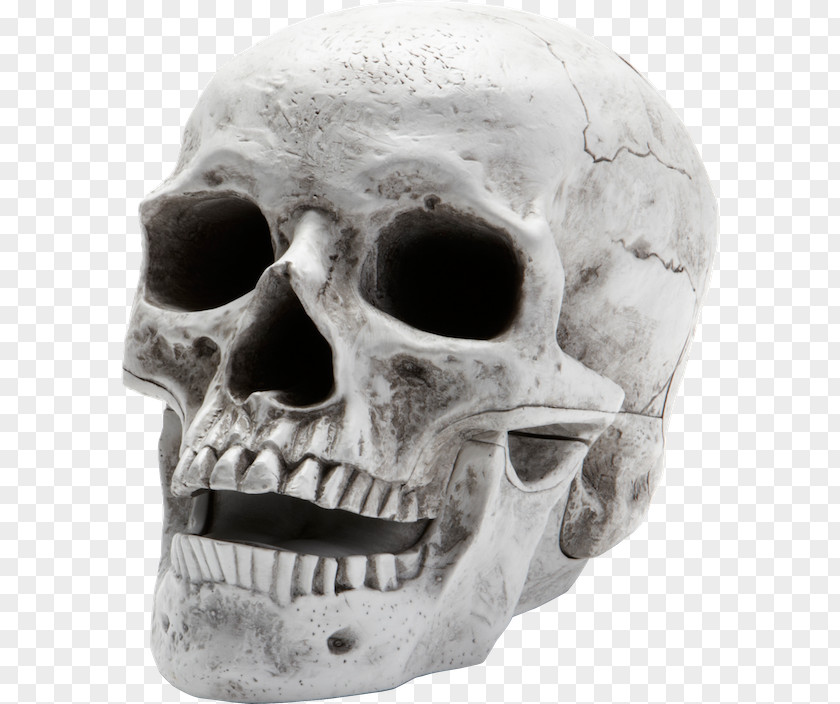 Skull Human Skeleton Clip Art PNG