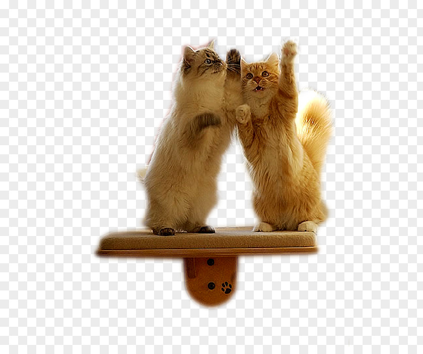 Two Cats Cat Kitten Pet PNG