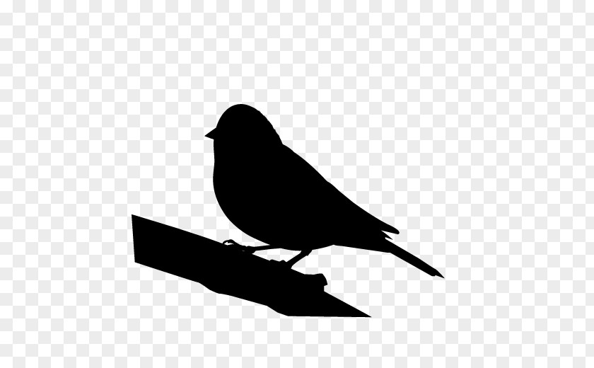 Beak American Sparrows Fauna Silhouette Black M PNG