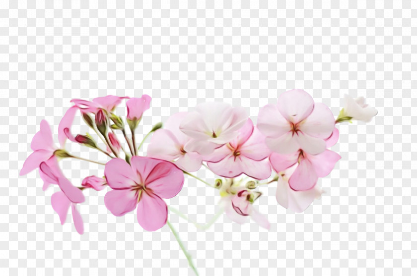 Floral Design PNG