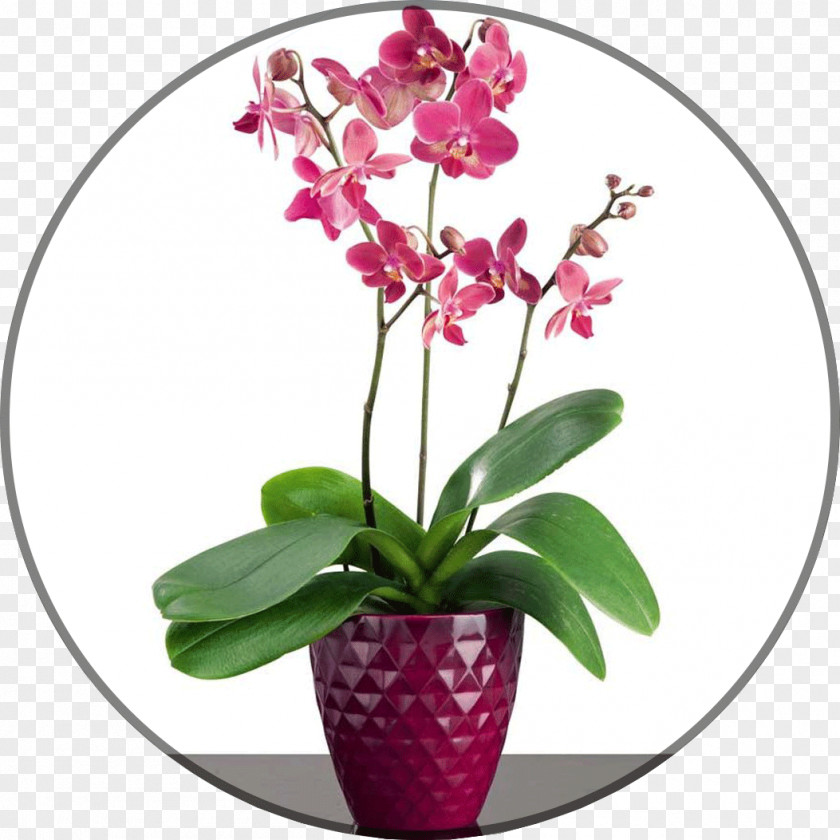 Flower Moth Orchids Flowerpot Vrt PNG