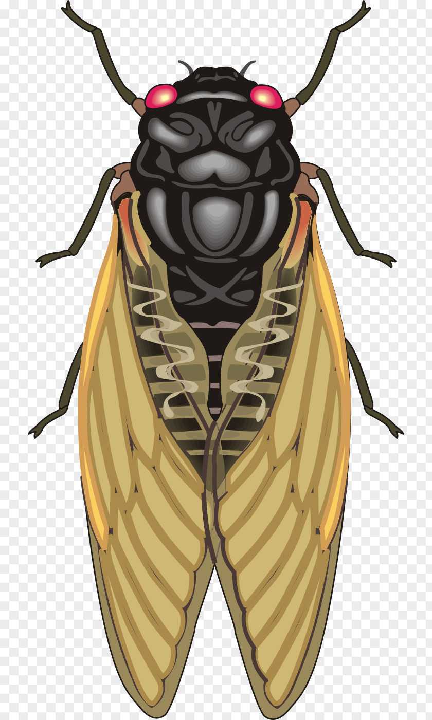 Realistic Vector Material Cockroach Insect Cicadas Clip Art PNG