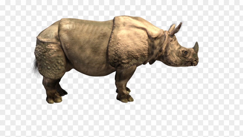 Rhino Indian Rhinoceros Horn PNG