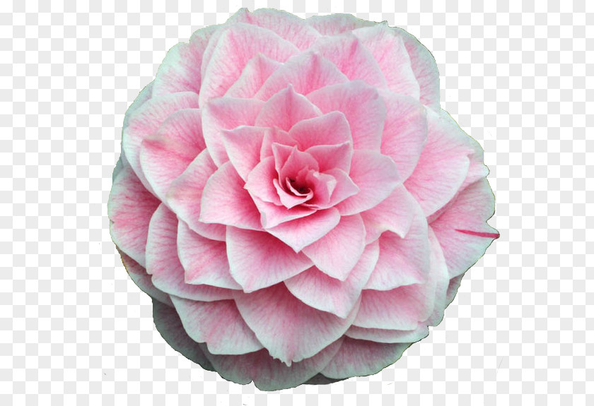 Theaceae Flowering Plant Rose PNG