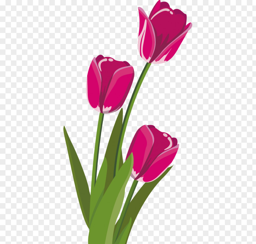 Tulip Clip Art Flower Bouquet Cut Flowers PNG