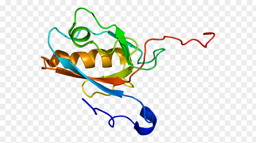 USH1C Usher 1C Protein Gene PDZ Domain PNG