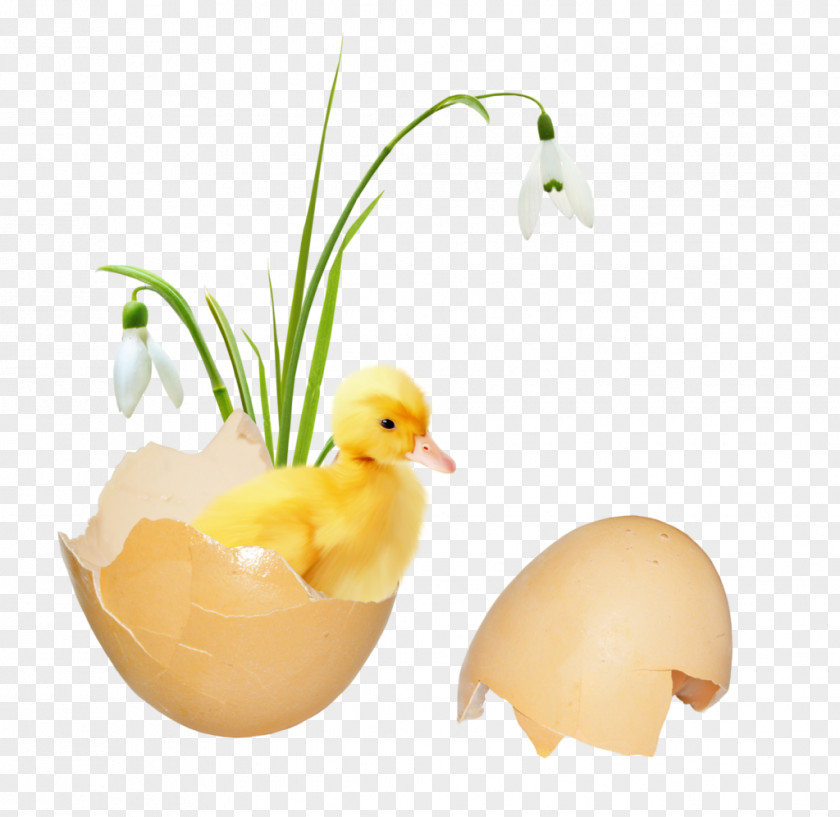 Duck Egg Beak PNG