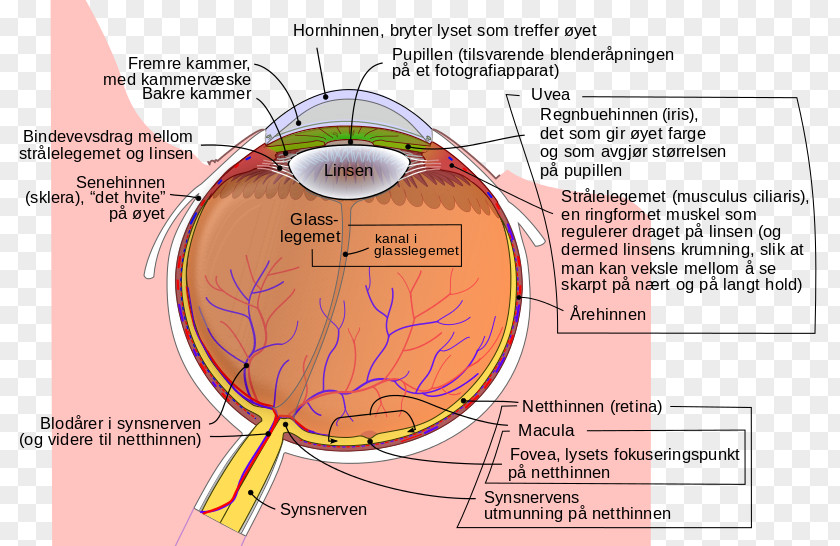 Eye Human Xanthophyll Diagram Lutein PNG