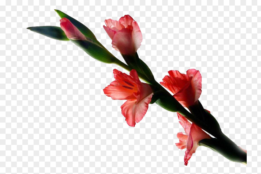 Gladiolus Hybridus Xd7gandavensis PNG